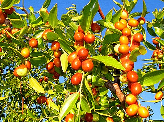 Care and cultivation of jujube