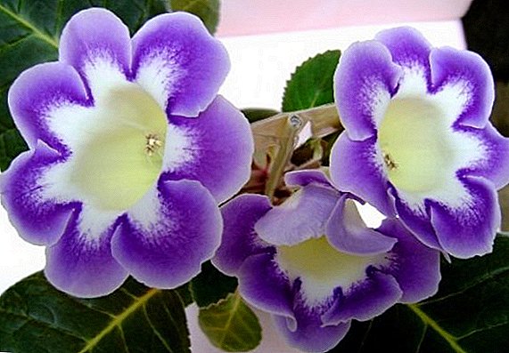 Care for the gloxinia flower at home