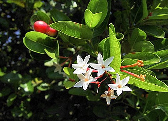 Caring for exotic carissa fruit
