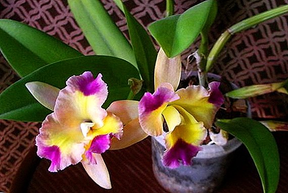 Cattleya care at home