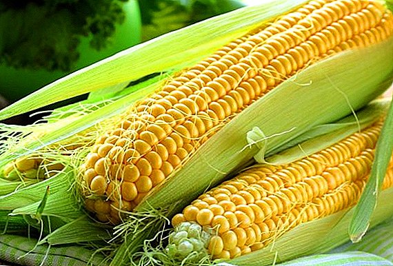 Ukraine pressede amerikansk majs i strukturen af ​​importen af ​​Kina