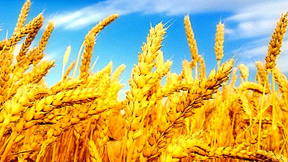 Ukraine is one of the main driving forces in the global grain market.