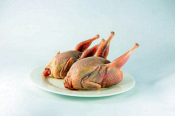 La casa avícola ucraniana produce carne de codorniz según el principio de autosuficiencia.