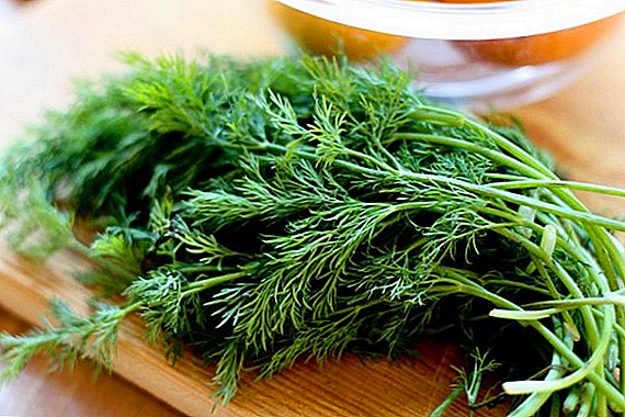 Dill: composition, nutritional value, useful properties