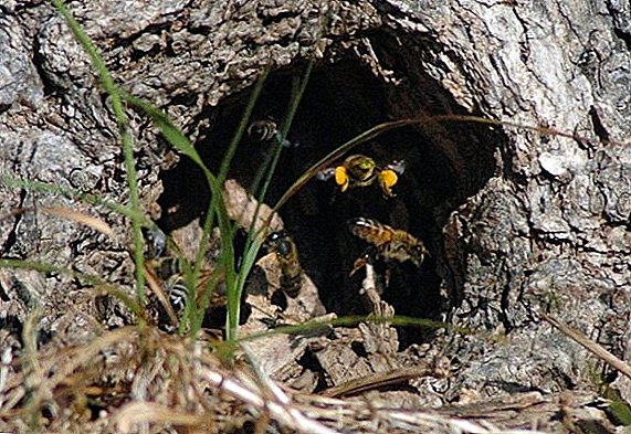 Bijenkorf in de holte: hoe leven wilde bijen en kunnen ze worden gedomesticeerd?