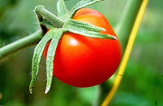 Devinette de tomates coupe-bas ultra précoce