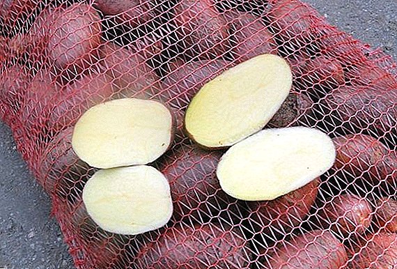 Ultra Emergency: Bellaroza potato variety