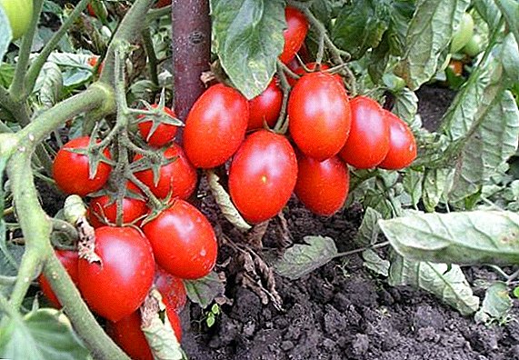 Cà chua Roma chung
