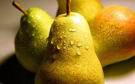 Ural pears: we select the varieties suitable for the climatic conditions