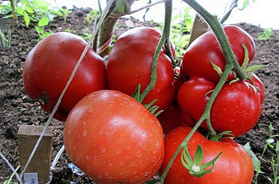 Colheita e tamanho: variedade de tomates Babushkino