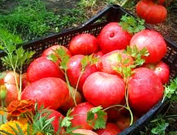 Høst og smak: Tomater sorter "Korneevsky"