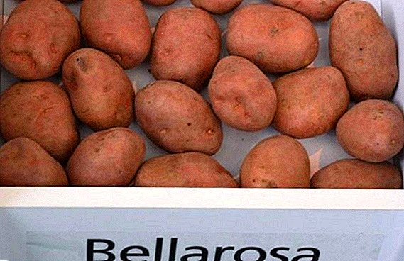 حصاد البطاطا متنوعة "الكرز" ("بيلاروزا")
