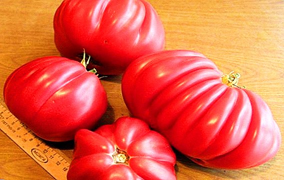 Produktivita a popis odrůd rajčat "Red Fig" a "Pink"
