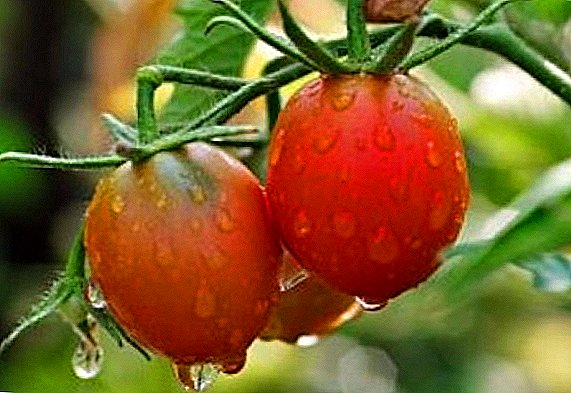 Productivity and cultivation features of the pink flamingo variety tomato