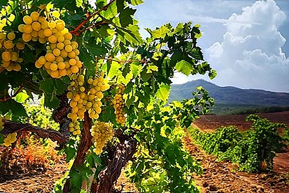Los rendimientos de uva se han triplicado.