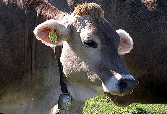 Las etiquetas de oreja como una forma de identificar el ganado