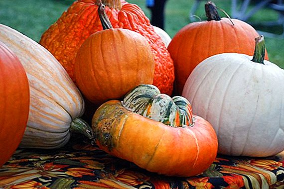 Storage conditions for pumpkins in winter, how to preserve vegetables until spring