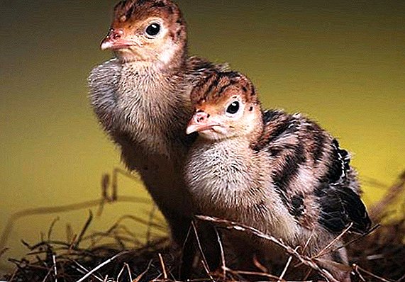 Conditions for growing turkey poults in an incubator