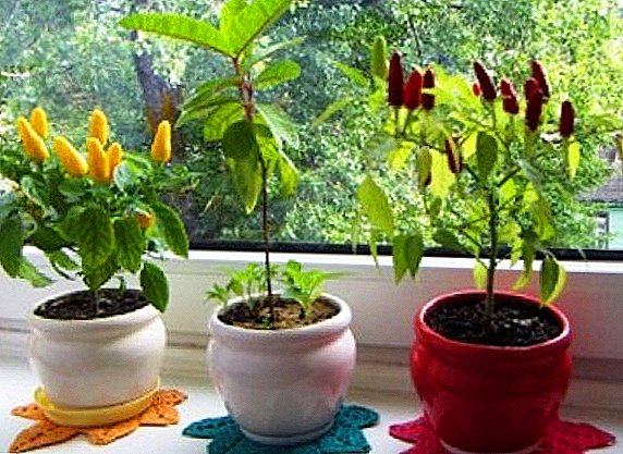 Villkor och metoder för pepparfrönspiring i hemmet