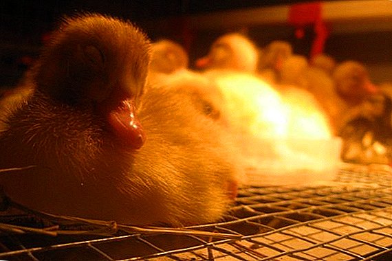 Bedingungen für das Züchten von Entenküken in einem Inkubator