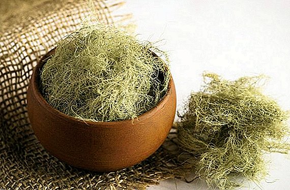 Usneya berjanggut: sifat terapeutik lichen