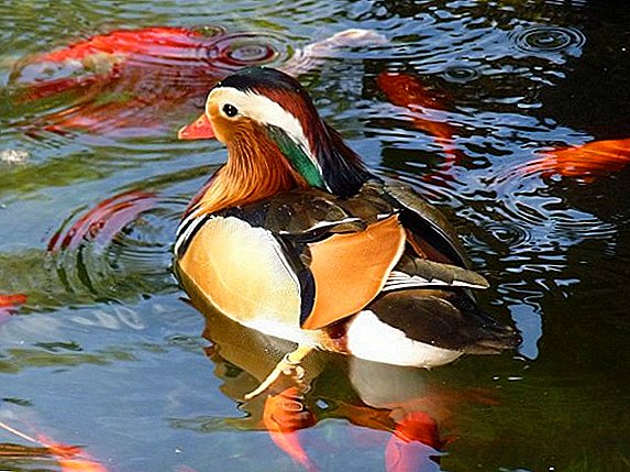 Mandarin Duck - evde ıslahının tanımı ve özellikleri