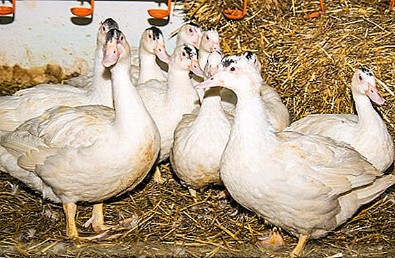 Canard croisé avec une oie: description de la race de canard Mulard