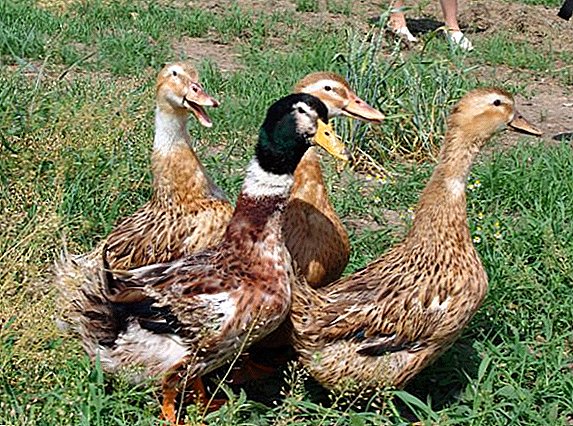 Baschkirische Enten: Eigenschaften, Vor- und Nachteile