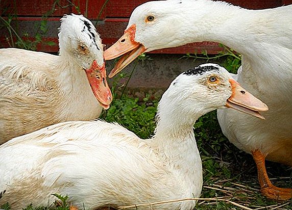 Ducks pluck feathers off each other