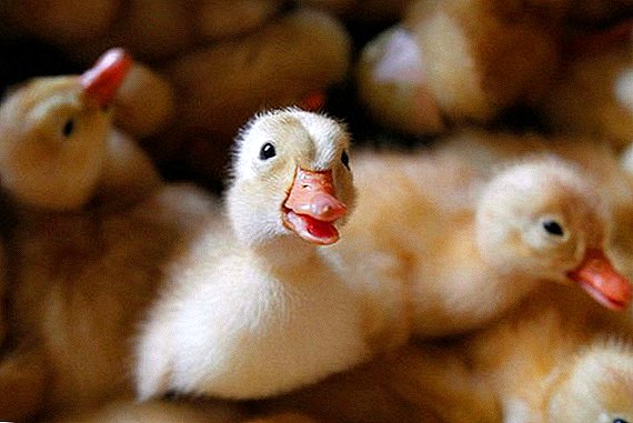 Ducklings fall to their feet and die: causes and treatment