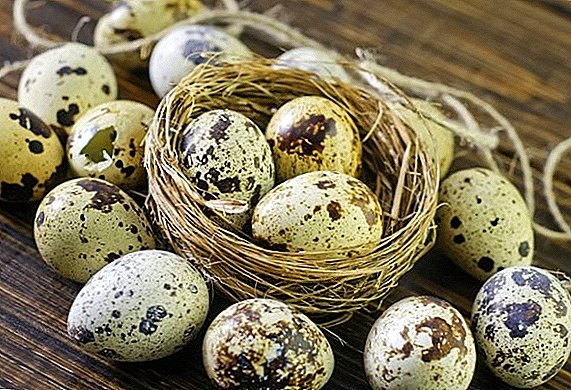 Uznať hmotnosť prepelice vajec