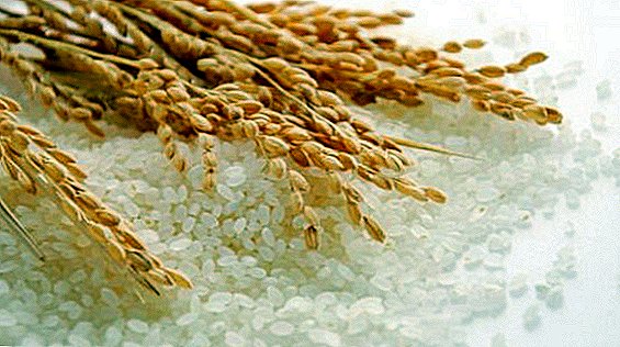 V Bangladešu je prinesel bogat riž z beta karotenom