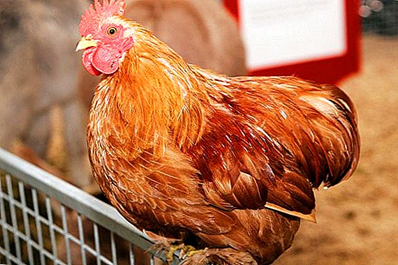 En Grande-Bretagne, a créé un vaccin de poulet contre les maladies