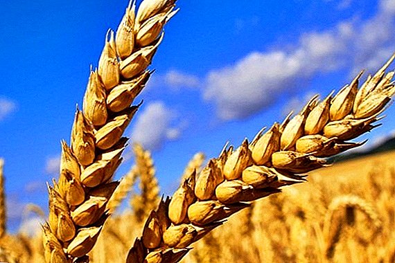 Tšeljabinskis kasvatatakse Itaalia nisu sorte
