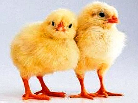 What are the causes of death of broilers?