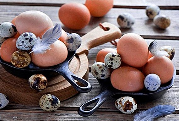 ¿Cuál es la diferencia entre huevos de codorniz y pollo?