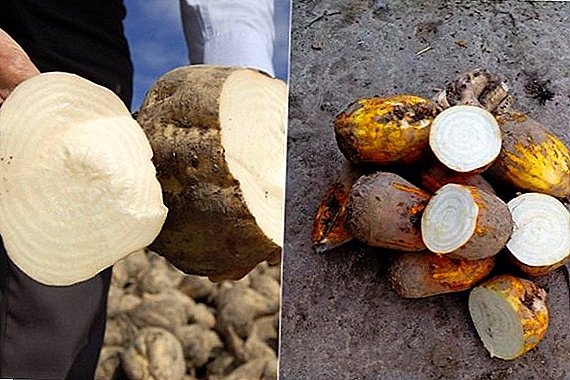 What is the difference between sugar beet and fodder