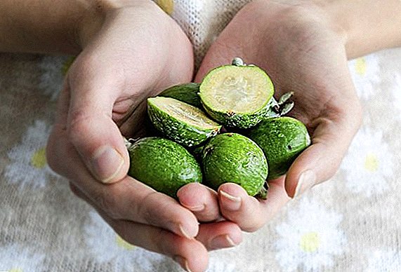 What is the use of feijoa for the female body?
