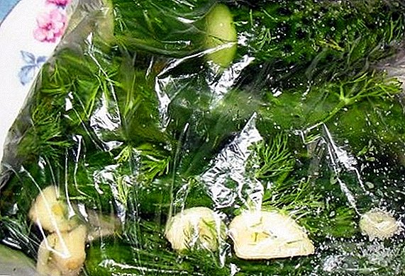 Hva er bruk og hvor raskt å lage saltede agurker