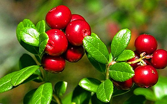 What are the benefits and harm cowberries