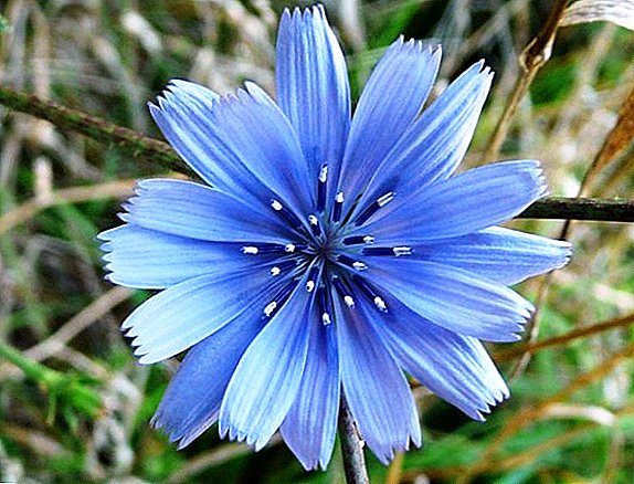 What are the benefits and harm of chicory
