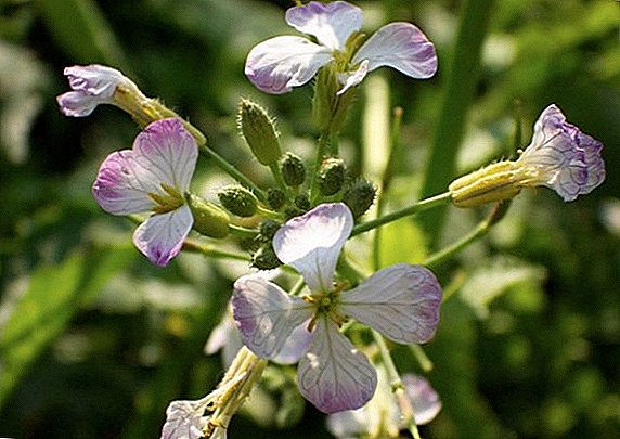 What is the harm and benefit of wild radish