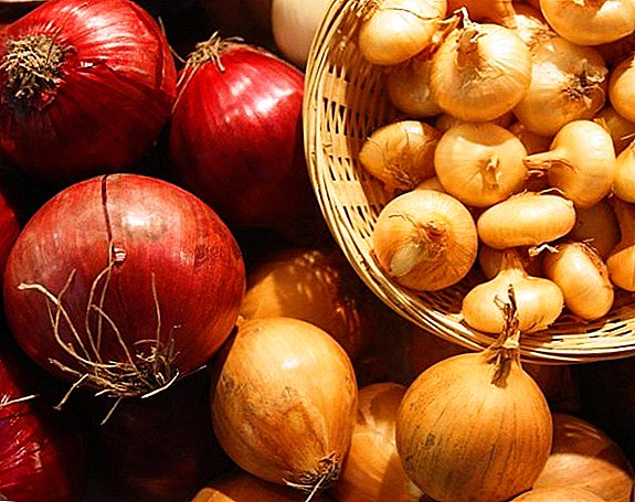 What is soaked onions before planting, processing onions in potassium permanganate and salt