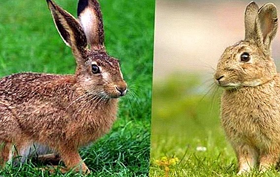 Wat is het verschil tussen een konijn en een haas