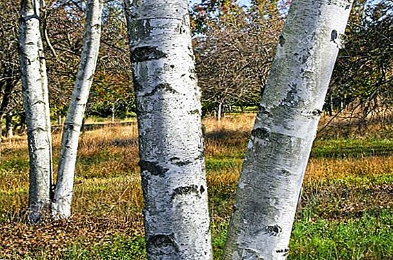What are the beneficial properties of birch bark (bark) for the body