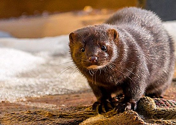 In Germany, there is no more fur production: the last mink farm closed