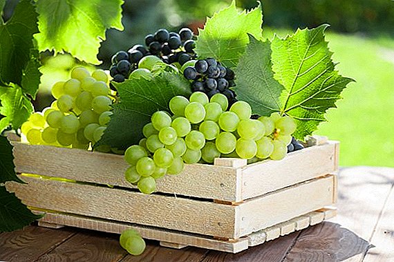 In Spain, brought new varieties of white grapes