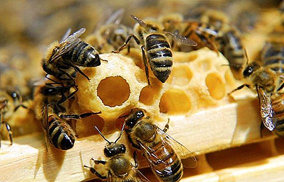 في هذه الحالات تأخذ ملكات النحل ، تعليمات للاستخدام والجرعة
