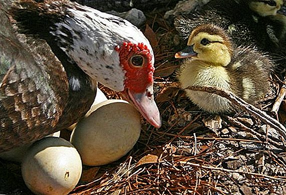 Qual é a idade do indoutki quando eles começam a transportar ovos