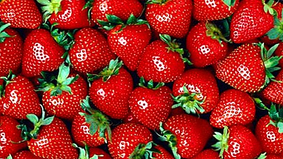 China mula menanam strawberi dan buah-buahan lain di tanah beralkali